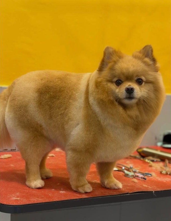 Tıraşlı Pomeranian, kırmızı masada